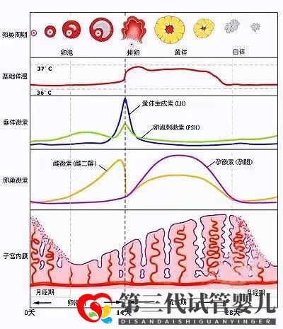 女性雌激素過(guò)高會(huì)降低試管移植成功率嗎？女性雌激素多還是少較好(圖2)