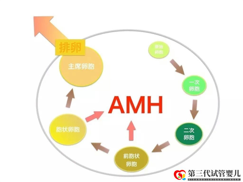 AMH是如何影響女性卵子儲備的，對做試管有影響嗎？(圖1)