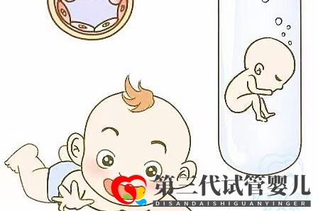 取卵多為什么可移植胚胎數(shù)不多？卵泡和試管成功率的關(guān)系(圖1)