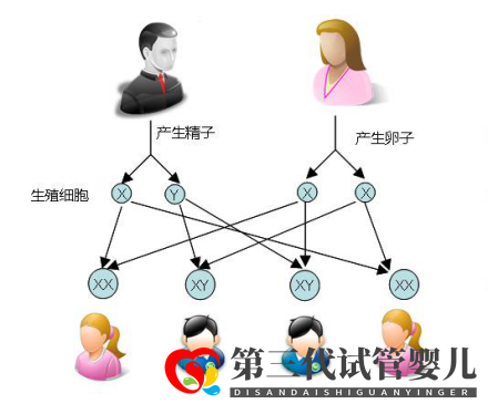 試管嬰兒可以做雙胞胎選性別嗎？(圖1)