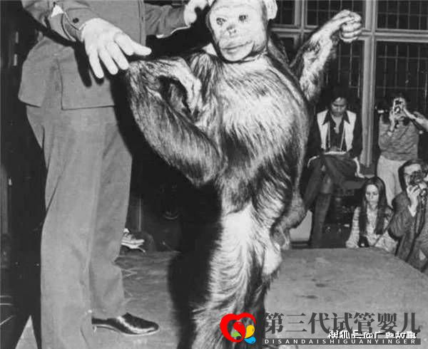 這只黑猩猩已經(jīng)基因突變，差點(diǎn)變成人！它們與人類(lèi)只差1.2％(圖1)