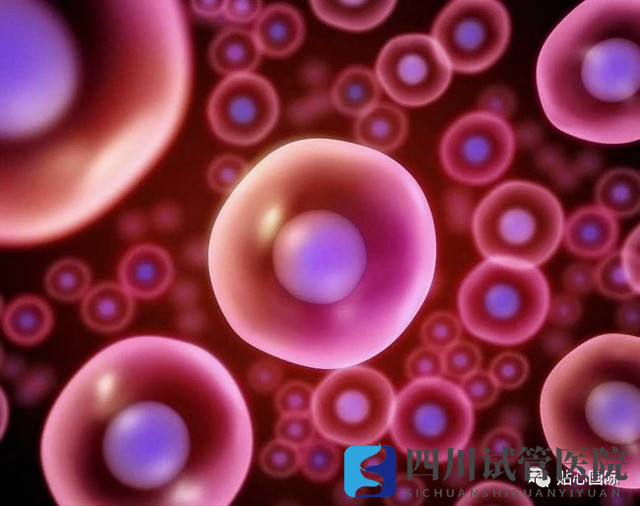 成都第三代試管要取多少卵子才可以成功得到一個健康的試管寶寶？(圖1)
