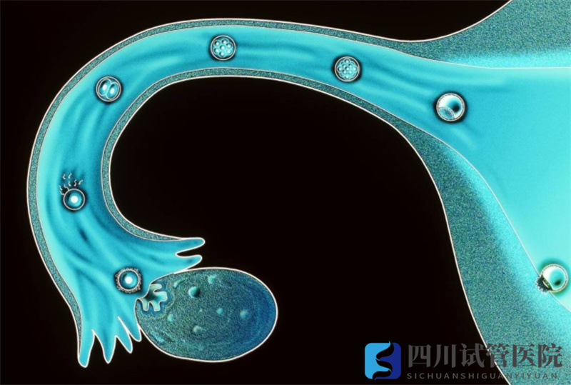 成都試管嬰兒獲卵數(shù)越多，試管嬰兒成功率就越高嗎？(圖1)