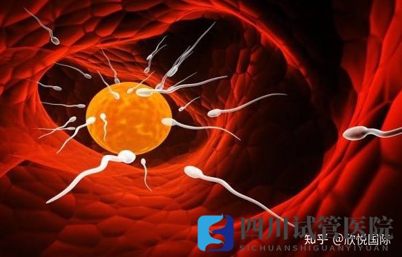 做試管嬰兒的費用大概是需要多少錢四川IVF試管洗滌(圖1)
