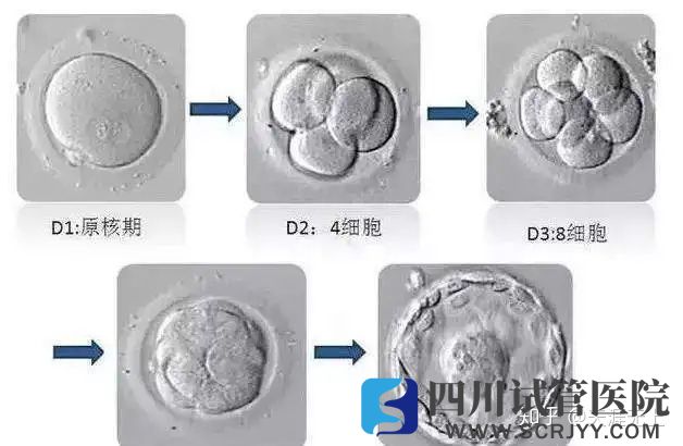 試管嬰兒選取移植胚胎的標準是什么(圖1)